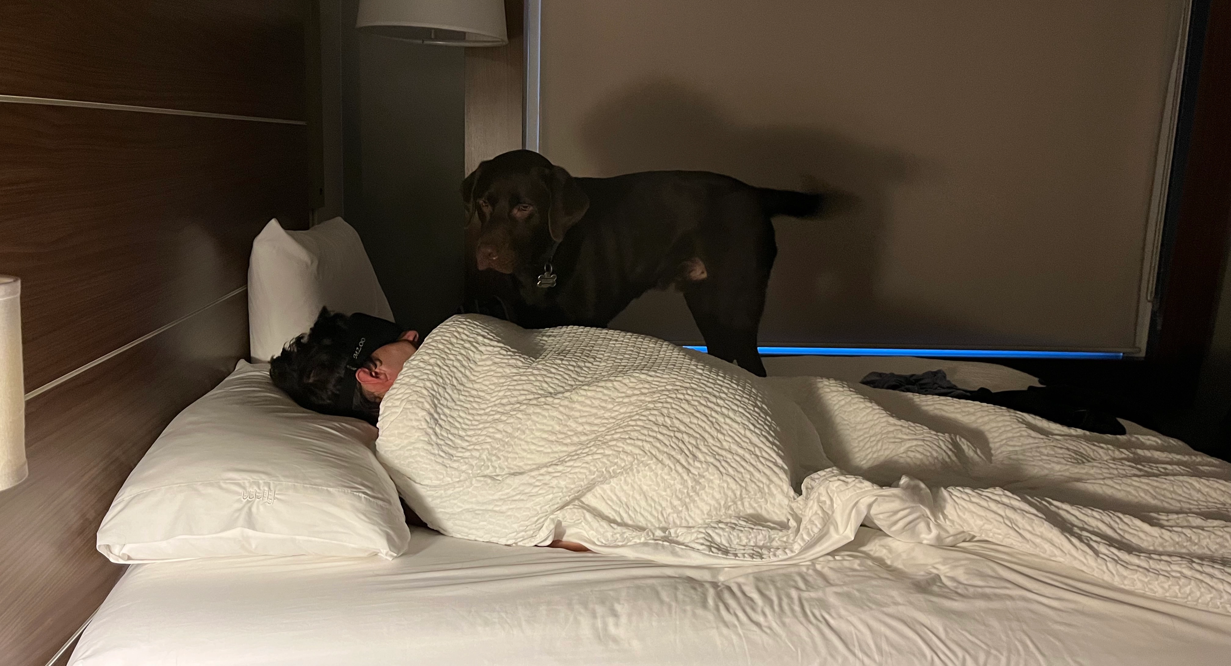 Scooby alert on a hotel bed over a sleeping Sam.