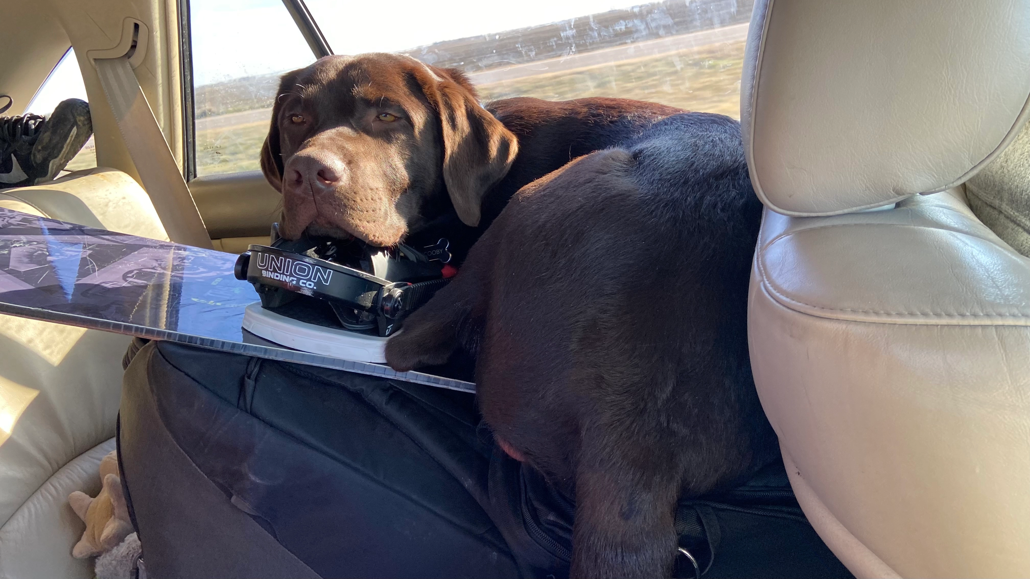 Scooby resting on a snowboard in the backseat of the car.