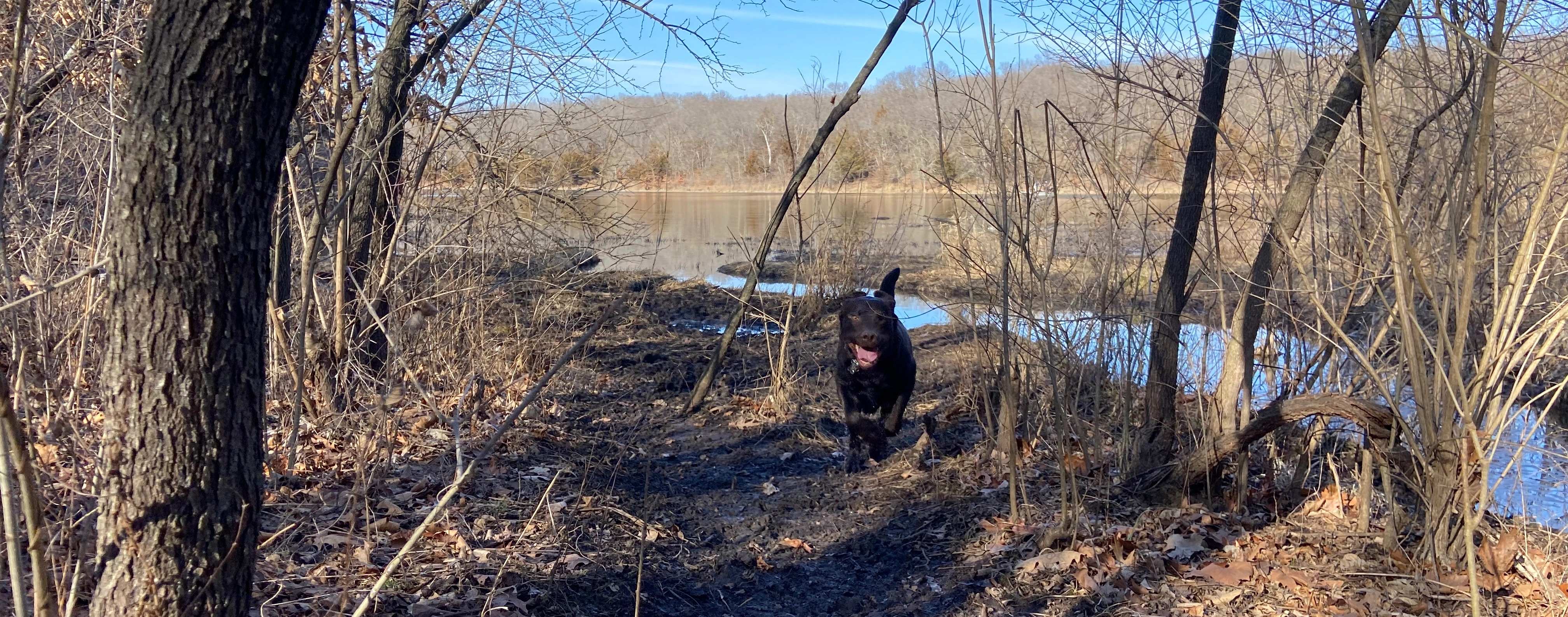 Scooby running in Shawnee Mission Hills Dog park.